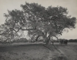 Oak Grove, in de buurt van Pasadena, Californië