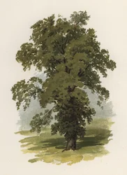 Bomen: De Iep