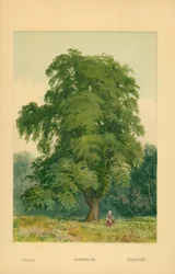 Haagbeuk