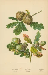 Eik Appel. Eikel