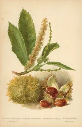 Tamme Kastanje, Bloesem en Vrucht