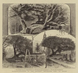 Verplaatsing van de oude Buckland-taxus in Dover