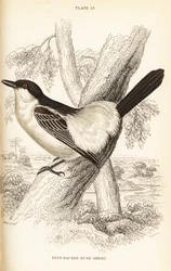 Zwartkappoefklauwier, Dryoscopus cubla
