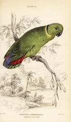 Zwartkraagagapornis, Agapornis swindernianus