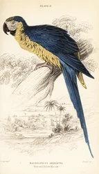 Blauw-gele ara