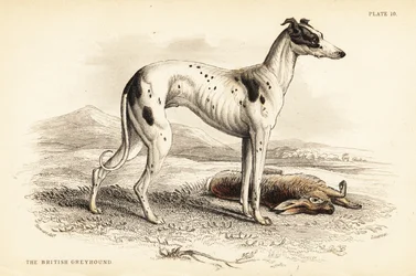 Britse windhond, Canis lupus familiaris