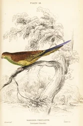 Grasparkiet, Melopsittacus undulatus