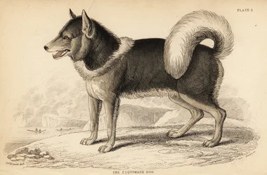 Canadese eskimohond of qimmiq, Canis lupus familiaris