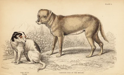 Dragerhond van de Indianen of de Techichi van Mexico, voorouder van de chihuahua, en een jonge Alco hond in Mexico