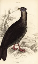 Gekuifde vuurrugfazant, Lophura ignita, vrouwtje (Macartney-haan, Euplocomus ignitus)