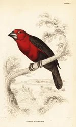 Rode zaadkraker, Pyrenestes sanguineus sanguineus (Rode notenkraker, Pirenestes sanguineus)
