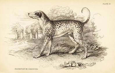 Dalmatische hond of koetshond
