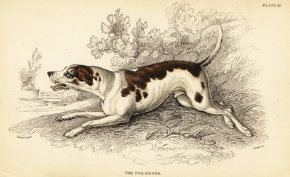 Vossenhond
