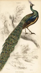 Groene pauw, Pavo muticus