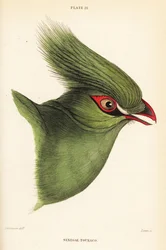 Kop van de Guinese toerako, Tauraco persa buffoni