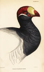 Hoofd van de violette toerako, Violet plantaineter, Musophaga violacea