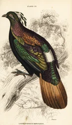 Himalaya monal, mannetje