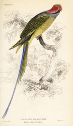 Langstaartparkiet, Psittacula longicauda