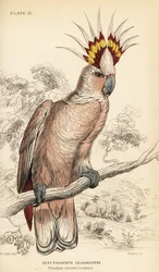 Majoor Mitchells kaketoe, Lophochroa leadbeateri