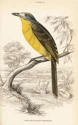 Olijfgroene bosklauwier, Chlorophoneus olivaceus (Grote grijsgekroonde bosklauwier, Malaconutus olivaceus)