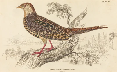 Phasianus Versicolor - Vrouwelijk