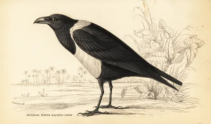 Bonte kraai, Corvus albus