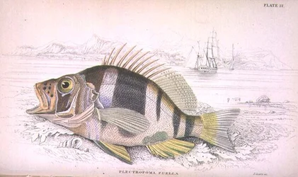Plate 22 Plectropoma Puella, gegraveerd door de kunstenaar uit 