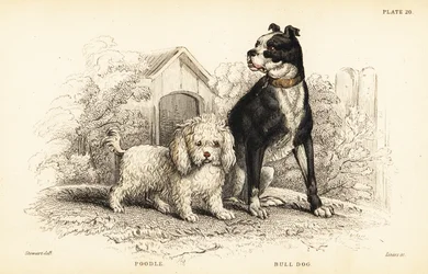 Poedel, Canis aquaticus, en bulldog, Canis anglicus