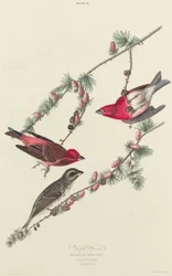 Paarse vink, 1827