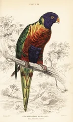 Regenbooglori, Trichoglossus moluccanus