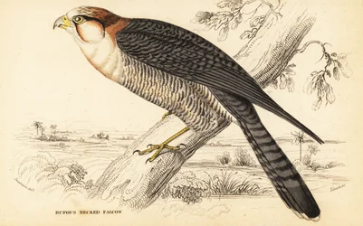 Roodnekvalk, Falco chicquera ruficollis