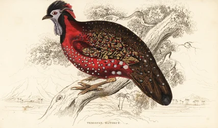 Satyr tragopan of karmozijn gehoornde fazant, Tragopan satyra (Nepal tragopan, Tragopan satyrus)