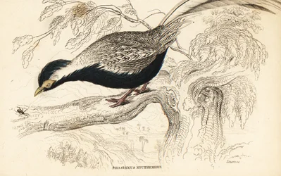 Zilverfazant, Lophura nycthemera (Phasianus nycthemerus)