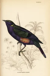 Prachtige glansspreeuw (Senegal), Lamprotornis splendidus chrysonotis (Gouden oor grakle, Lamprotornis chrysonotis)
