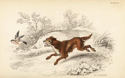 Springer of Engelse springer spaniël, Canis lupus familiaris