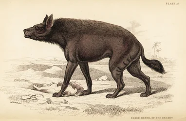 Gestreepte hyena