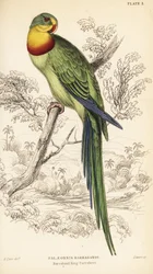 Superb papegaai