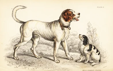 De Alpen- of Grote Sint-Bernardshond, Canis lupus familiaris, en King Charles spaniel, Canis lupus familiaris