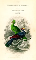 De Natuurliefhebbers Bibliotheek, Ornithologie, Senegal Toerako, Violet Plantain Eter, ca. 1833-1865