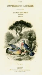 De Natuurliefhebbers Bibliotheek, Ornithologie Vol V, Ringduif, ca. 1833-1865