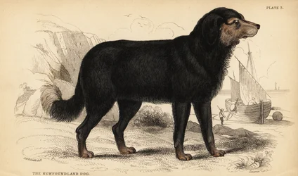 De Newfoundland hond