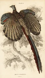 De grote argus, Argusianus argus (Argusfazant of gigantische argus, Argus giganteus)