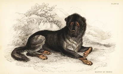 Tibetaanse mastiff