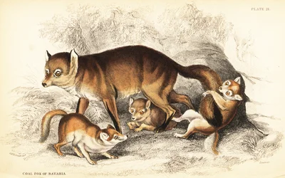 Variëteit van de rode vos, Vulpes vulpes, met welpen (Steenkoolvos van Beieren, Vulpes alopex)