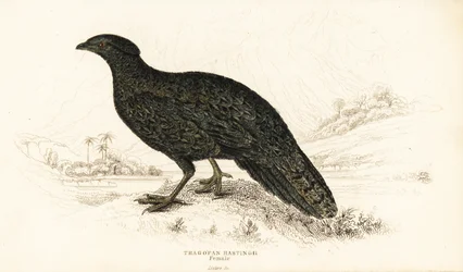 Westelijke tragopan of westelijke gehoornde tragopan, vrouwtje, Tragopan melanocephalus