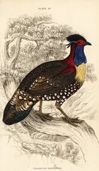 Westelijke tragopan of westelijke gehoornde tragopan, mannetje, Tragopan melanocephalus