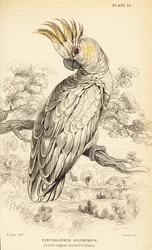 Geelkuifkaketoe, Cacatua sulphurea
