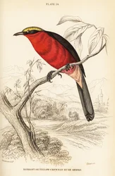 Geelkroongonolek of gewone gonolek, Laniarius barbarus