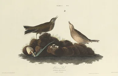 Bruine Leeuwerik