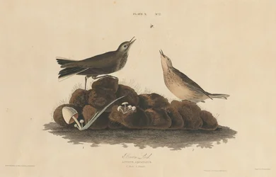 Bruine Leeuwerik